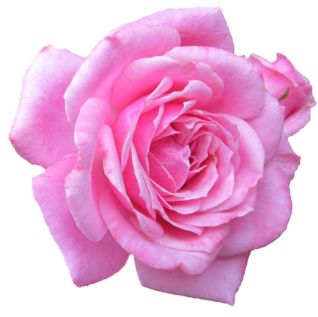 rosa 1